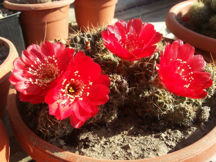  - cactusi 2019