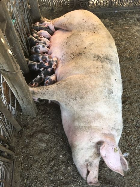 5F013FD7-651A-42C2-92E0-7694DF9A3EA7 - Purcei 2017-2018-2019-2020