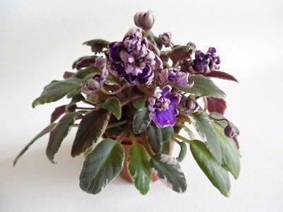 Rosé Noire - AA Violete in colecție poze net