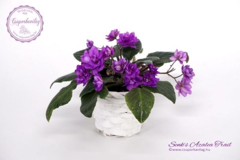 Senk s Azaleea Trail - AA Violete in colecție poze net