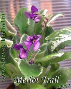 Senk s Merlot - AA Violete in colecție poze net