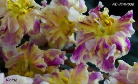 AV Mimoza - AA Violete in colecție poze net