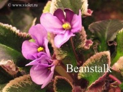 Senk s Beanstalk - AA Violete in colecție poze net