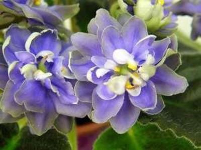 N Adam - AA Violete in colecție poze net