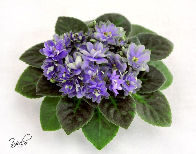 N Adam - AA Violete in colecție poze net