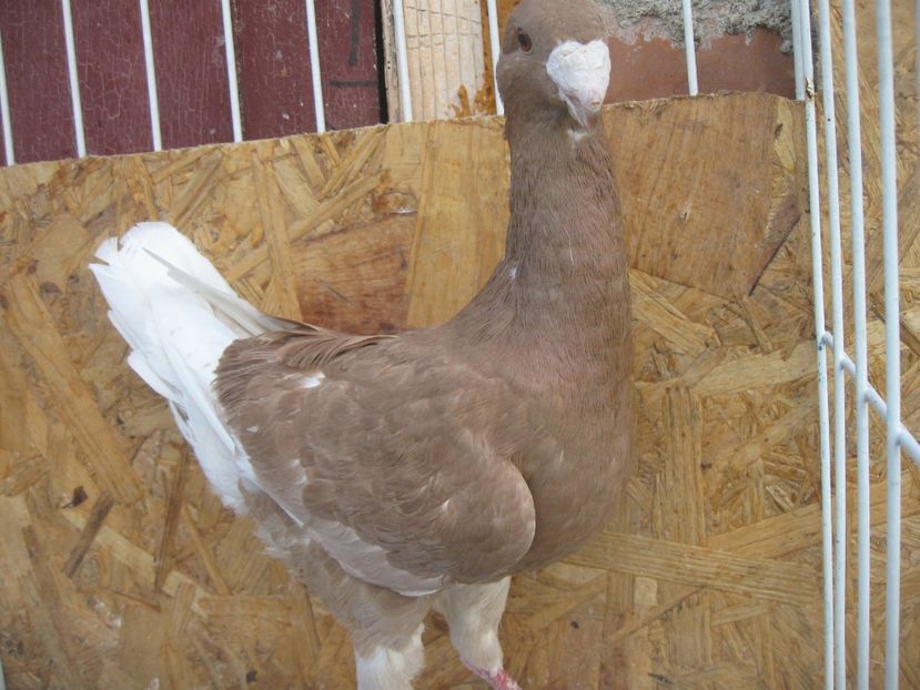 M 2019 - DE VINZARE 2019