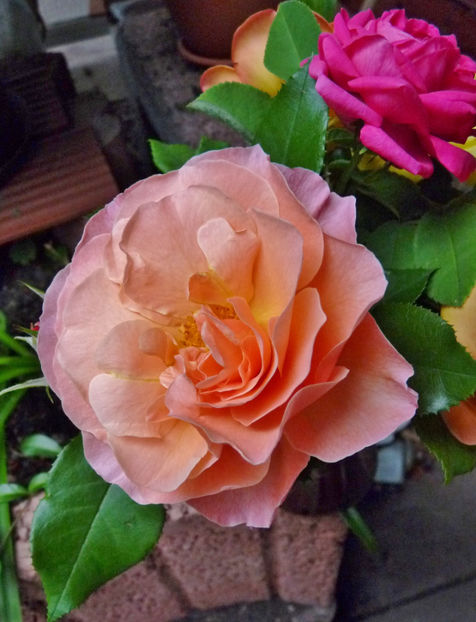 Prima floare, din butas - 2019 - 03 - Toamna