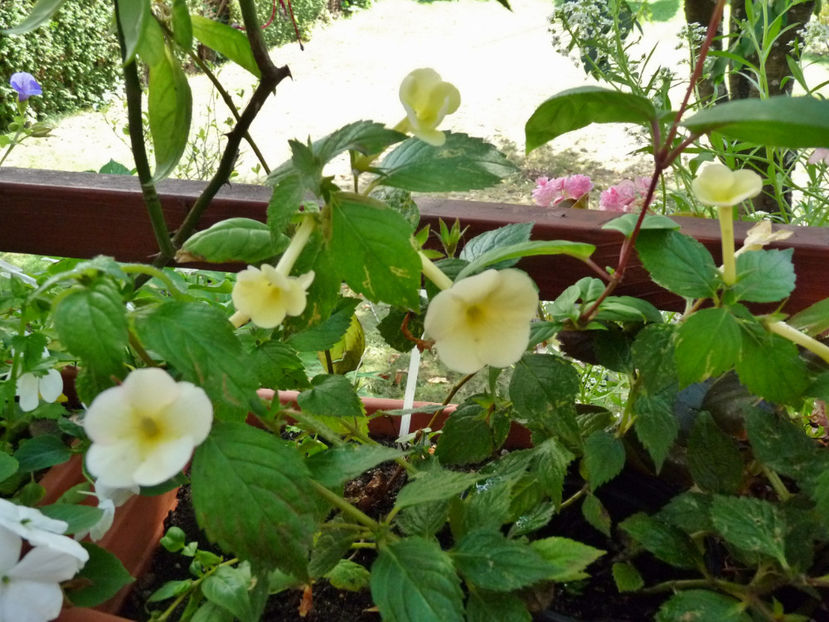  - 2019 - 03 - Toamna