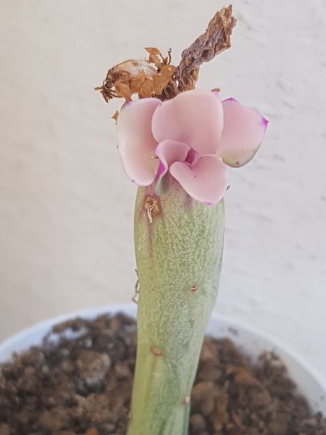 Senecio articulatus variegatus-dupa un an apar din nou frunzulitele roz - Senecio