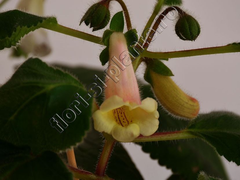 Sinningia Luci s Exotic Juice - GLOXINIA_SINNINGIA - Hibrizii mei -My hybrids