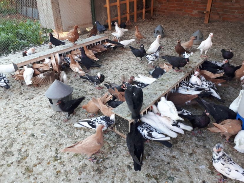  - I _ carunculați 2019