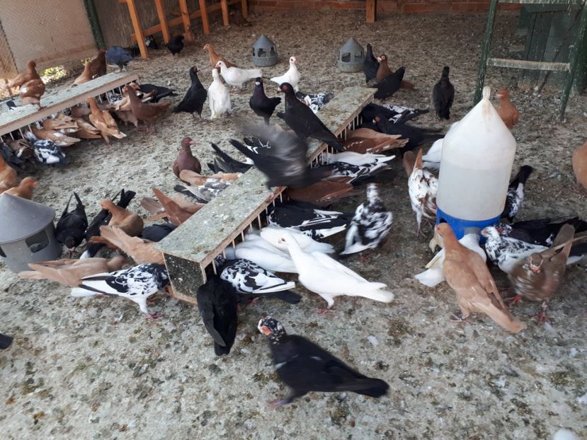  - I _ carunculați 2019