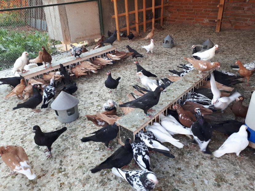  - I _ carunculați 2019