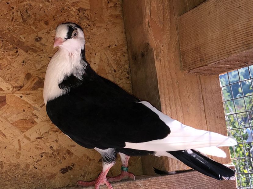 6965  femelă  2019 - Plecați ALBUM 2