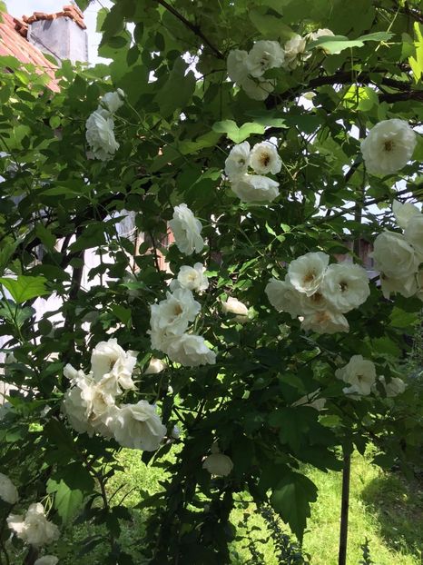 3C2A9472-884D-46FD-AB9C-C2357E68E4BBtrandafir - FLORILE MELE 2019