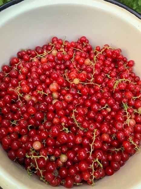 5125AE9A-1DB2-49D1-A63F-1168C4ACA33D - FLORILE MELE 2019