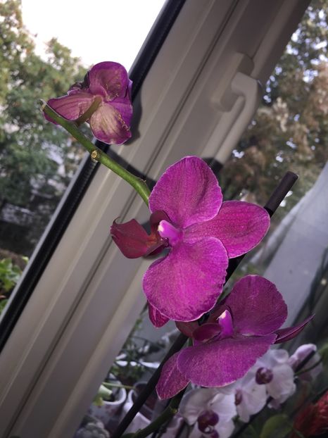 64B3CA8B-EE82-4303-A370-5D715E0B777D - FLORILE MELE 2019