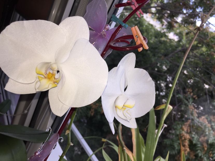 9B958EA7-BFA2-46BB-8FB0-8B38513D8175 - FLORILE MELE 2019