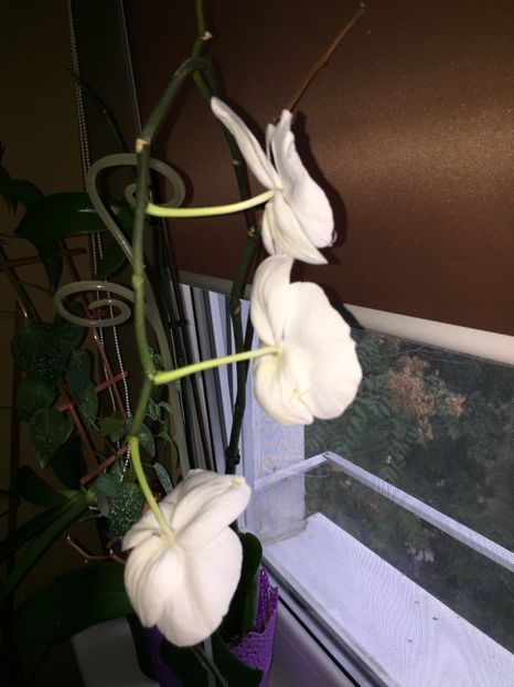 7D20D408-02B5-4616-B78F-AEB29CD9638C - FLORILE MELE 2019