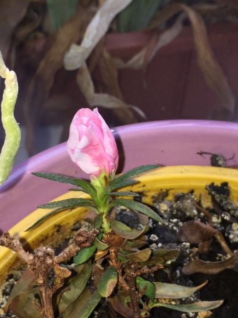 F0D7D9AB-575D-42AD-9799-E95A0462F4E9 - FLORILE MELE 2019