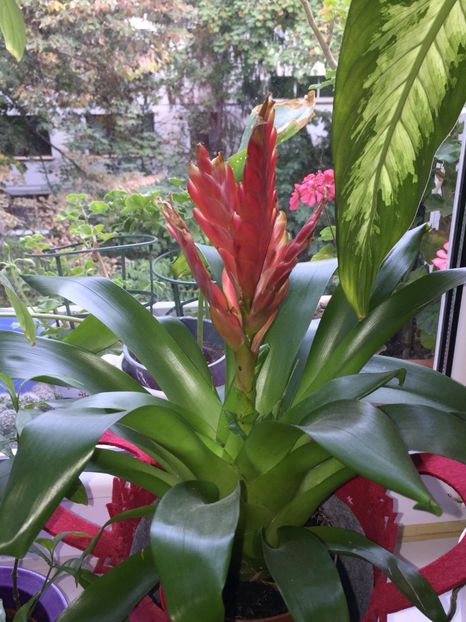 EB6DC6AA-C824-4209-81DE-68CD71ACEBB4 - FLORILE MELE 2019