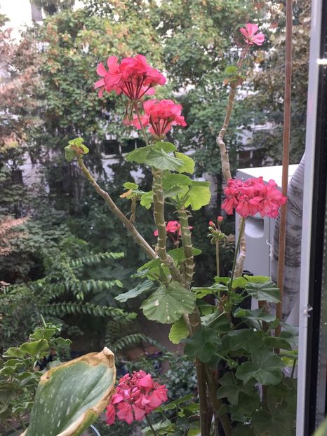 52C780BA-56AC-4A90-84AB-77B0C64F46DE - FLORILE MELE 2019