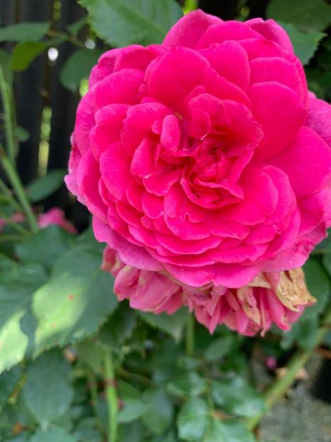 FE88F646-EC94-4318-BF2A-32A20C57319F - FLORILE MELE 2019