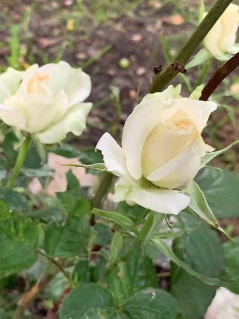 4927C080-B627-4BB8-ABAD-EB67E0F15A9E - FLORILE MELE 2019