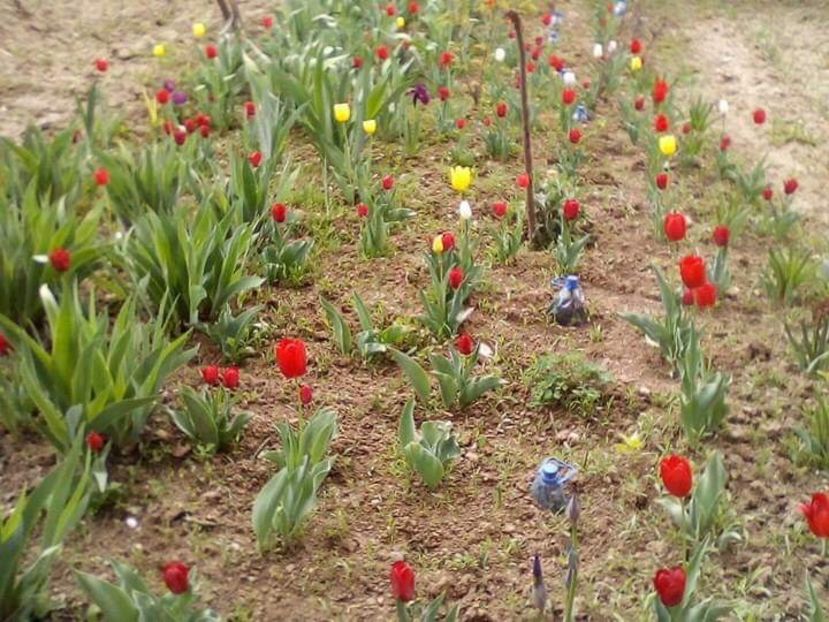 363022DE-11FD-41F9-BD0A-74253ED95244 - FLORILE MELE 2019