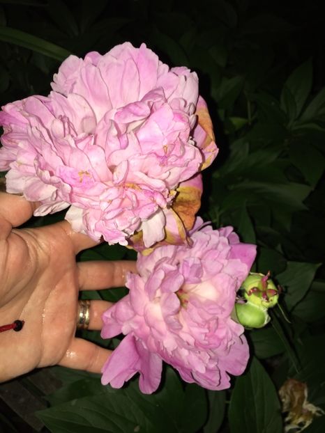 DB78BEBB-C2FF-497C-88F6-570A598D852C - FLORILE MELE 2019