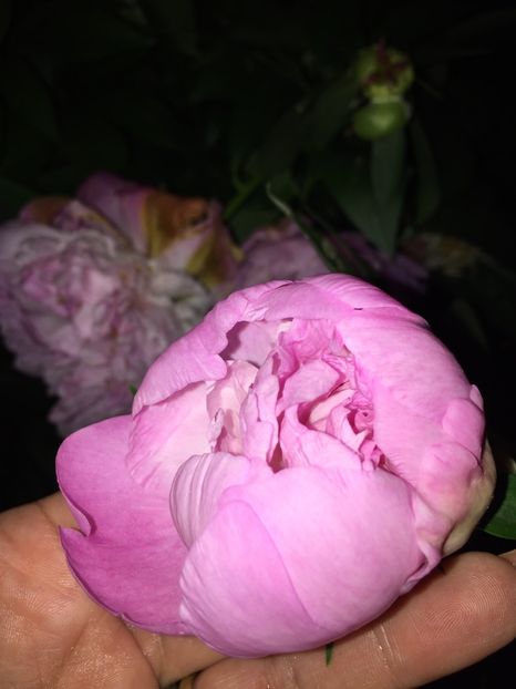 1278FDCB-8400-4DDD-BCC7-49AEF45DBBA8 - FLORILE MELE 2019