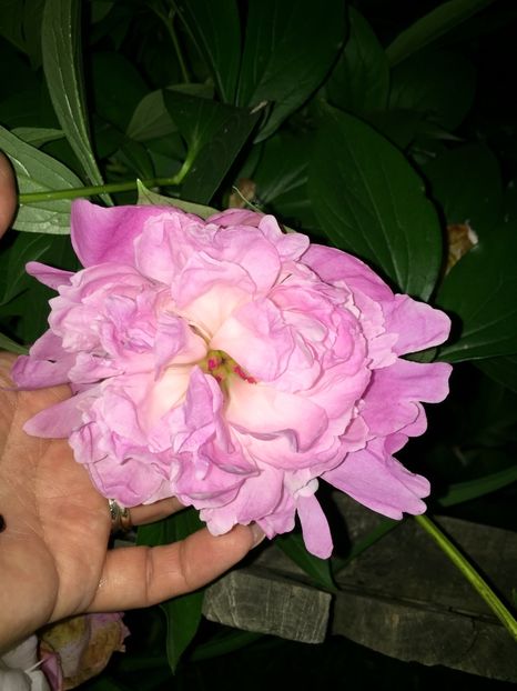 9A738801-4257-4C11-8408-4CEDB2846E08 - FLORILE MELE 2019