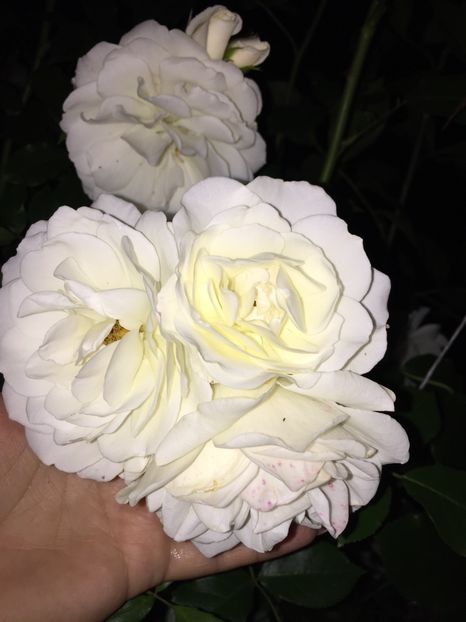 E79BD814-E930-4904-BC6B-BDB103B8B9F6 - FLORILE MELE 2019