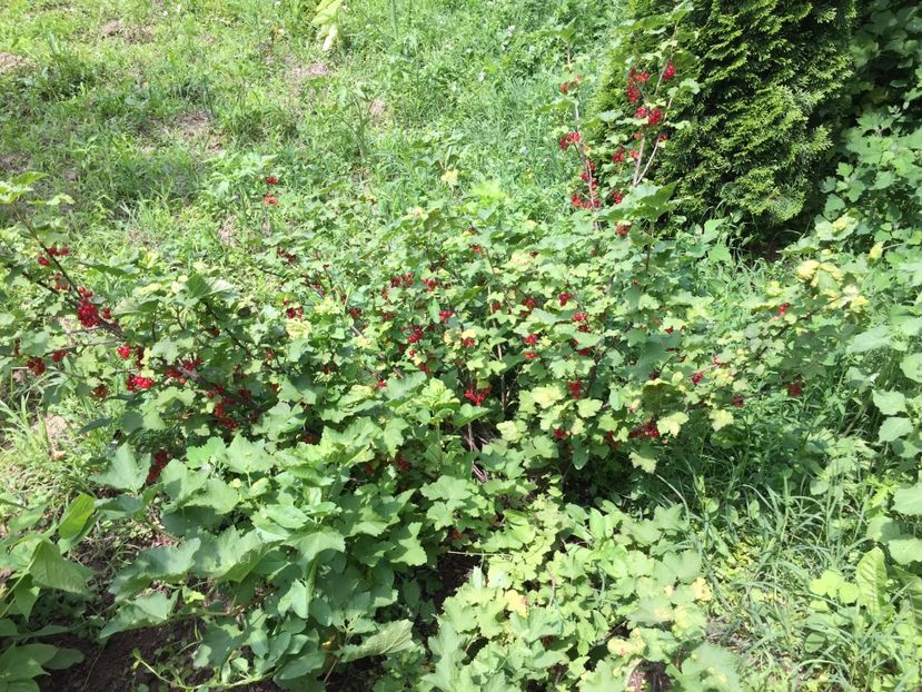 1923AF43-BEE6-45BC-A2CA-C6A9B8BEF49F - FLORILE MELE 2019