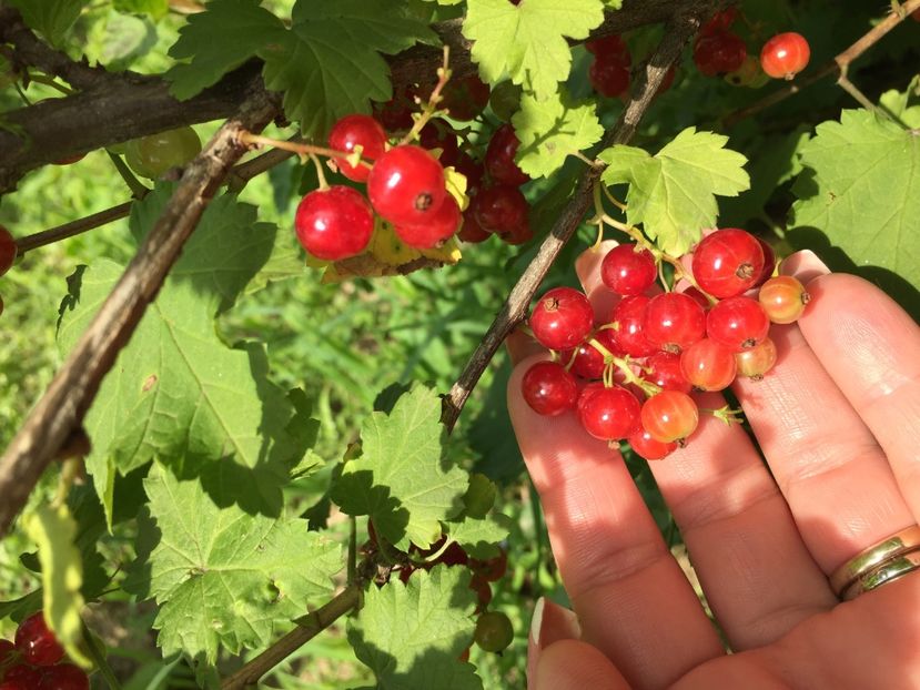 8D100D6D-F7DD-4756-9B20-DE6826FAA44E - FLORILE MELE 2019