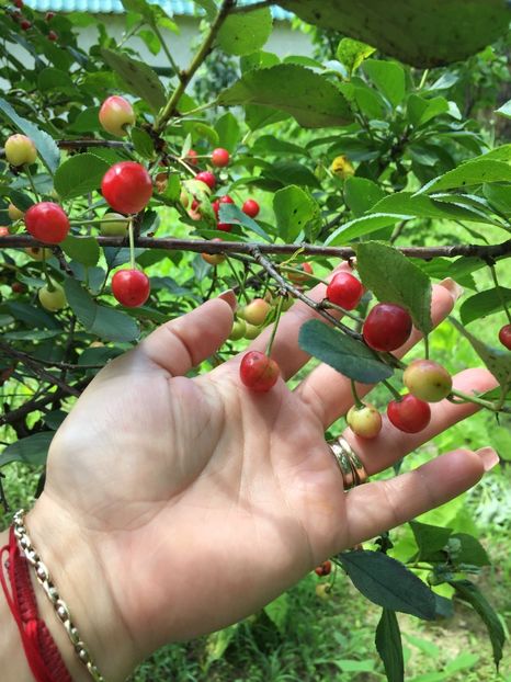 A81922A7-A8A3-4CCE-9F43-DBFCFAD371DE - FLORILE MELE 2019