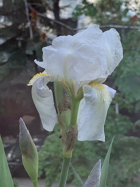 D0788E38-650B-450C-A570-BF2810E21393 - FLORILE MELE 2019