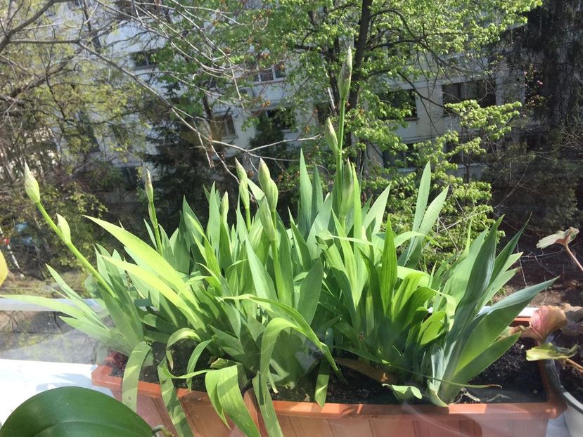 48CC709E-1F73-4D55-8920-075299464B51 - FLORILE MELE 2019