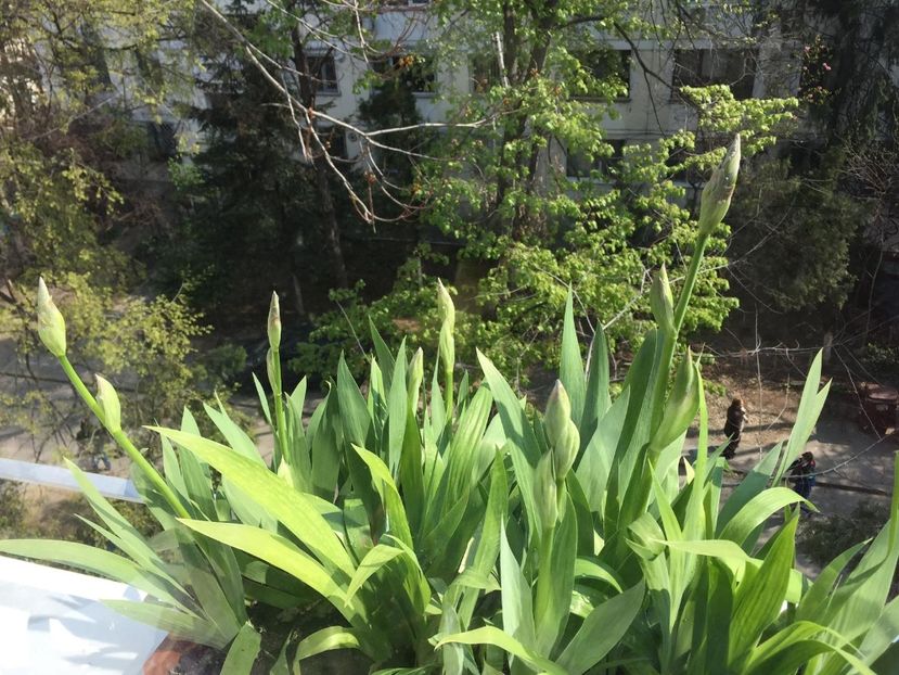 DB3C25C7-2CF4-4F14-A024-C434EB3F0609 - FLORILE MELE 2019