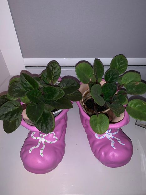 60BE3DC9-FC1A-4990-84B6-1FF302CE65F7 - FLORILE MELE 2019