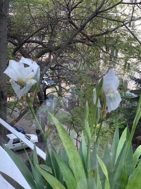 C9DCE009-8E6B-4071-9AE8-EA730F5EFF88 - FLORILE MELE 2019