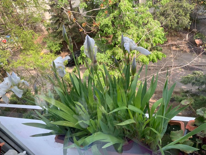 DD3D3515-22C8-45D4-A653-DA2A25922AAA - FLORILE MELE 2019