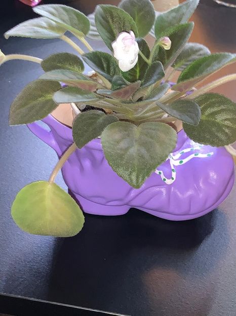 A685E7F1-F52C-417F-9AB5-6E6DEC5BA631 - FLORILE MELE 2019