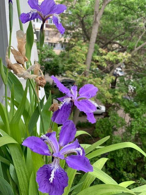 4C32256A-7128-4EF3-988C-41F27E458911 - FLORILE MELE 2019