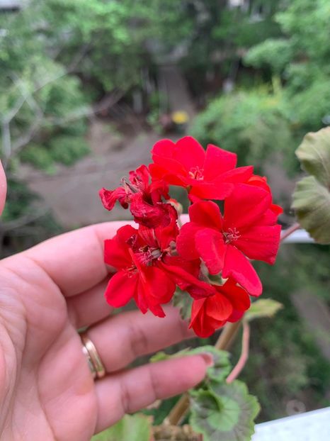 CF900A2D-1B31-4335-B429-8FB2E457134C - FLORILE MELE 2019