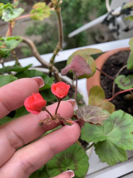 AC04D50F-F377-404F-B313-E697C0B922C9 - FLORILE MELE 2019