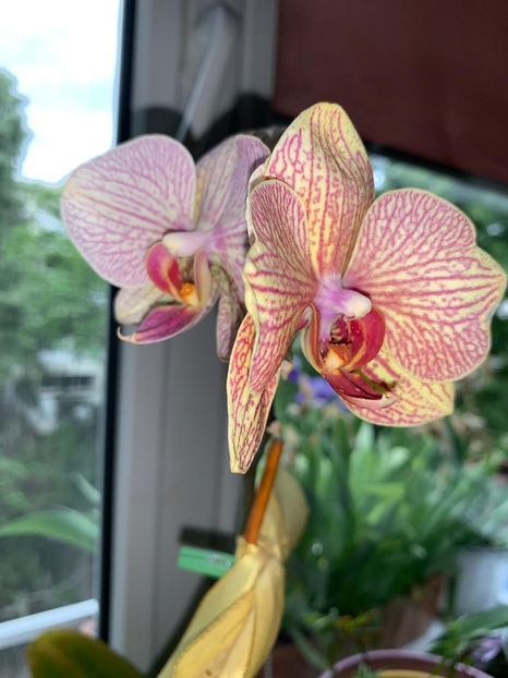 3729FDB7-CC8C-4C55-9362-5D712B7294EB - FLORILE MELE 2019