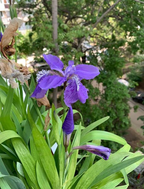 277AD984-F456-48C5-8FC3-0DF5E3C21EB0 - FLORILE MELE 2019