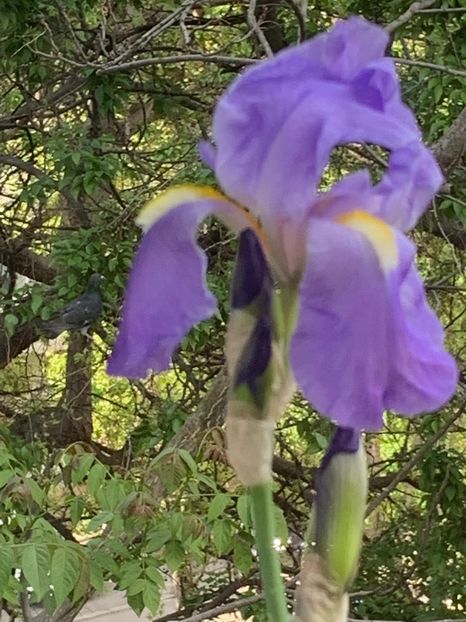 131F939C-109F-4F80-874D-0C5BA8D8AE62 - FLORILE MELE 2019