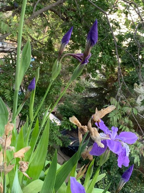 B17EA73F-8B7C-4987-80D5-3D84F39B5C2C - FLORILE MELE 2019